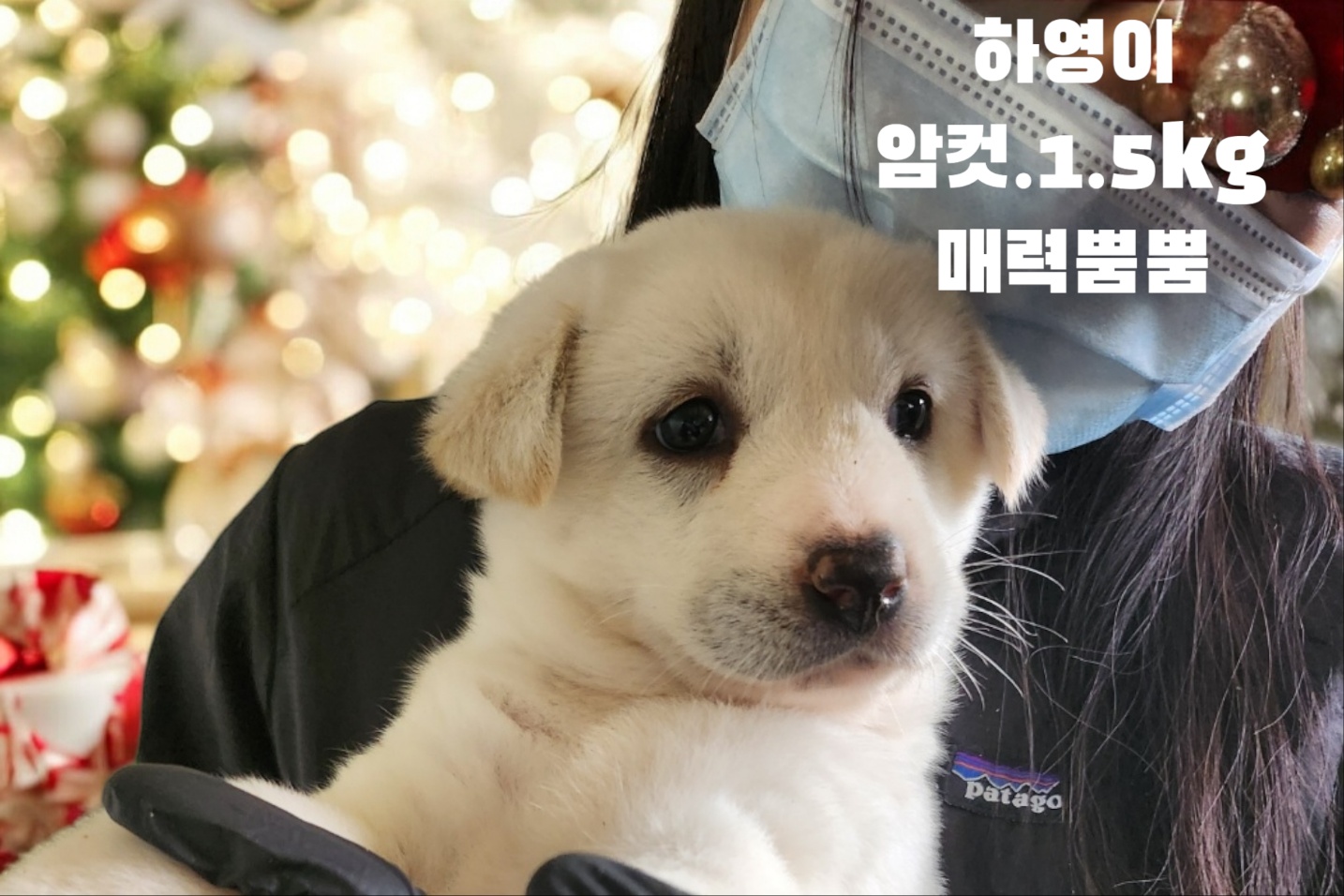 진도견 이미지 파일 입니다.