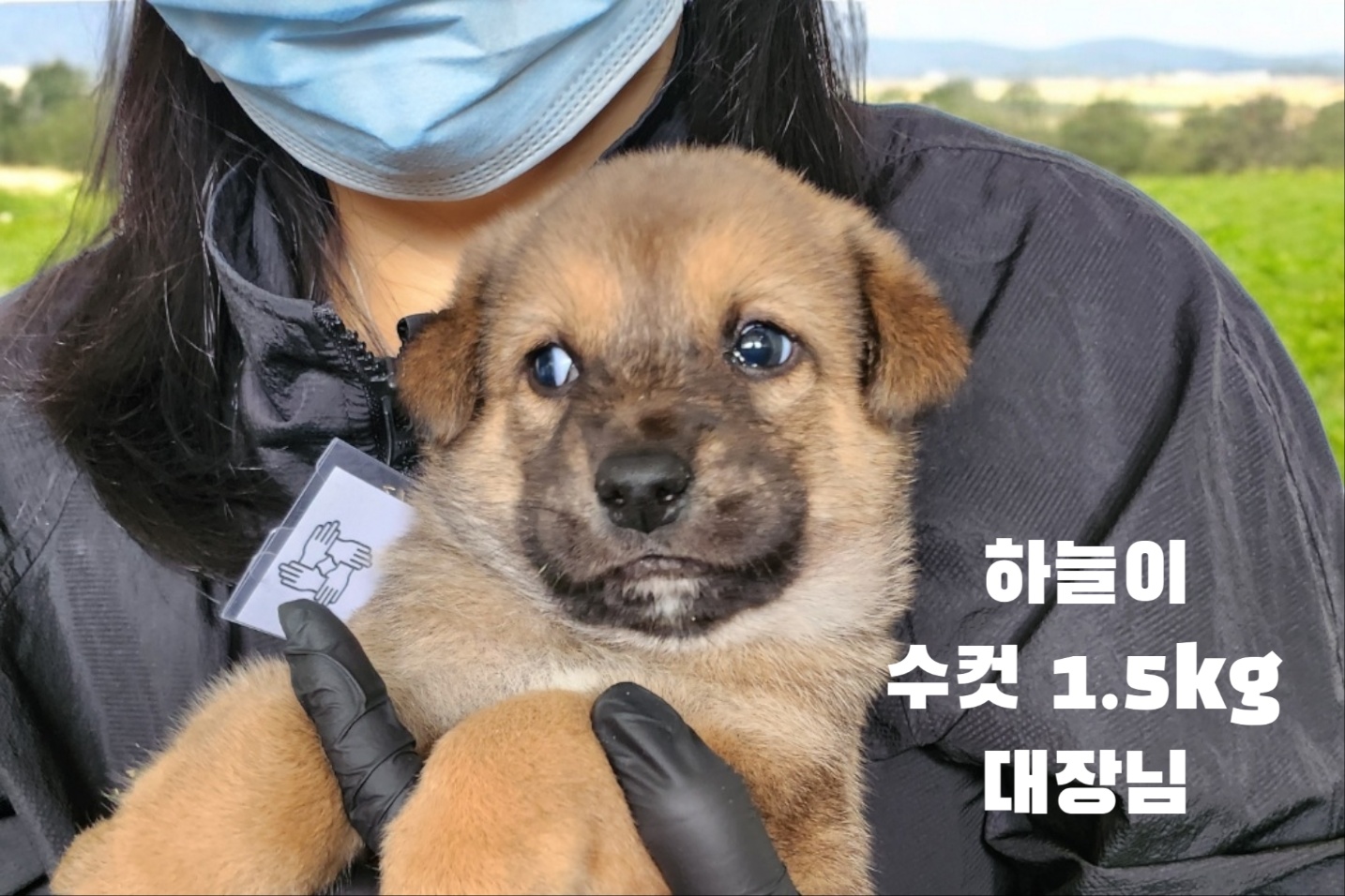 진도견 이미지 파일 입니다.