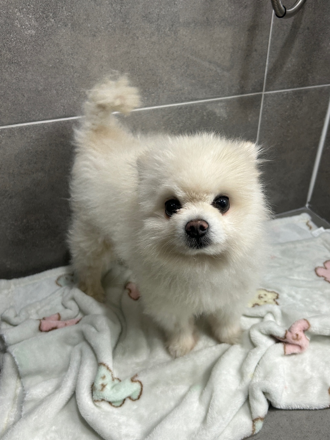 포메라니안 이미지 파일 입니다.