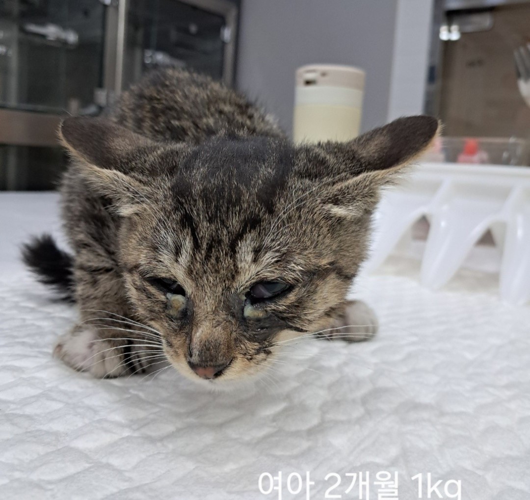 한국 고양이 이미지 파일 입니다.