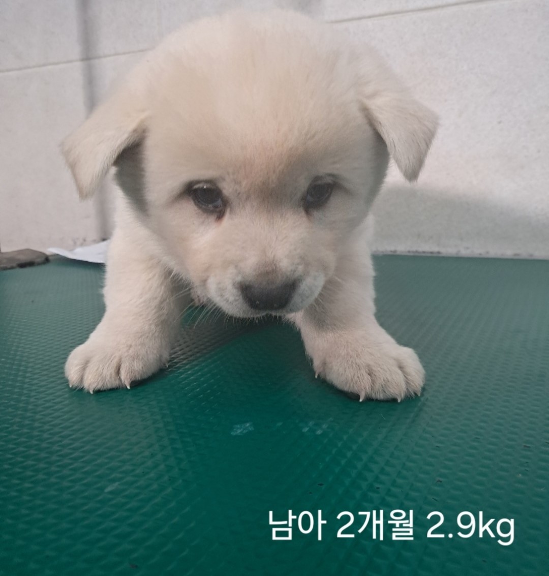 믹스견 이미지 파일 입니다.