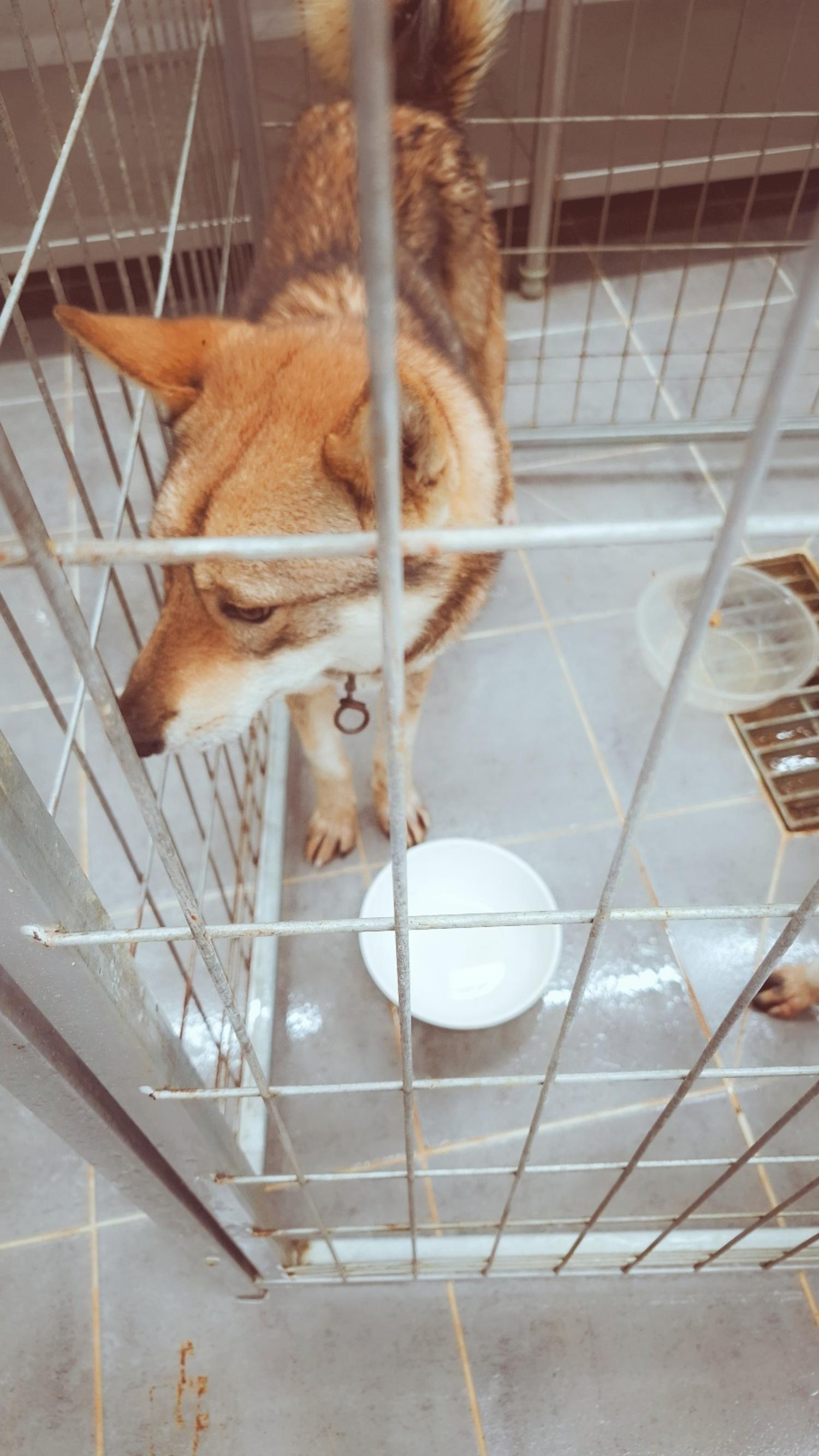 믹스견 이미지 파일 입니다.