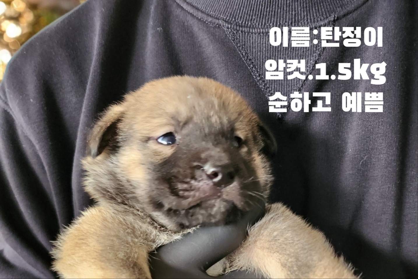 진도견 이미지 파일 입니다.