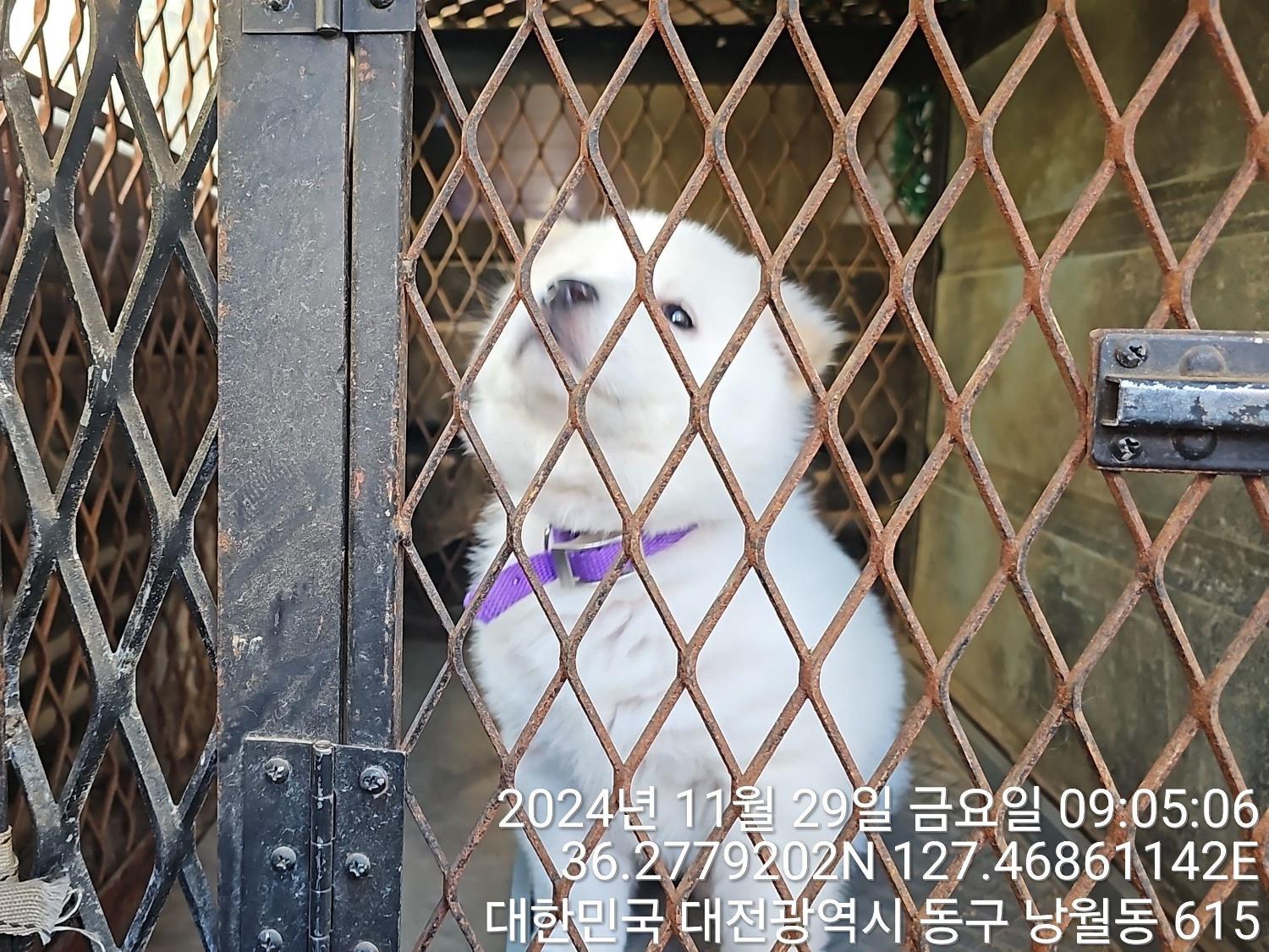 진도견 이미지 파일 입니다.