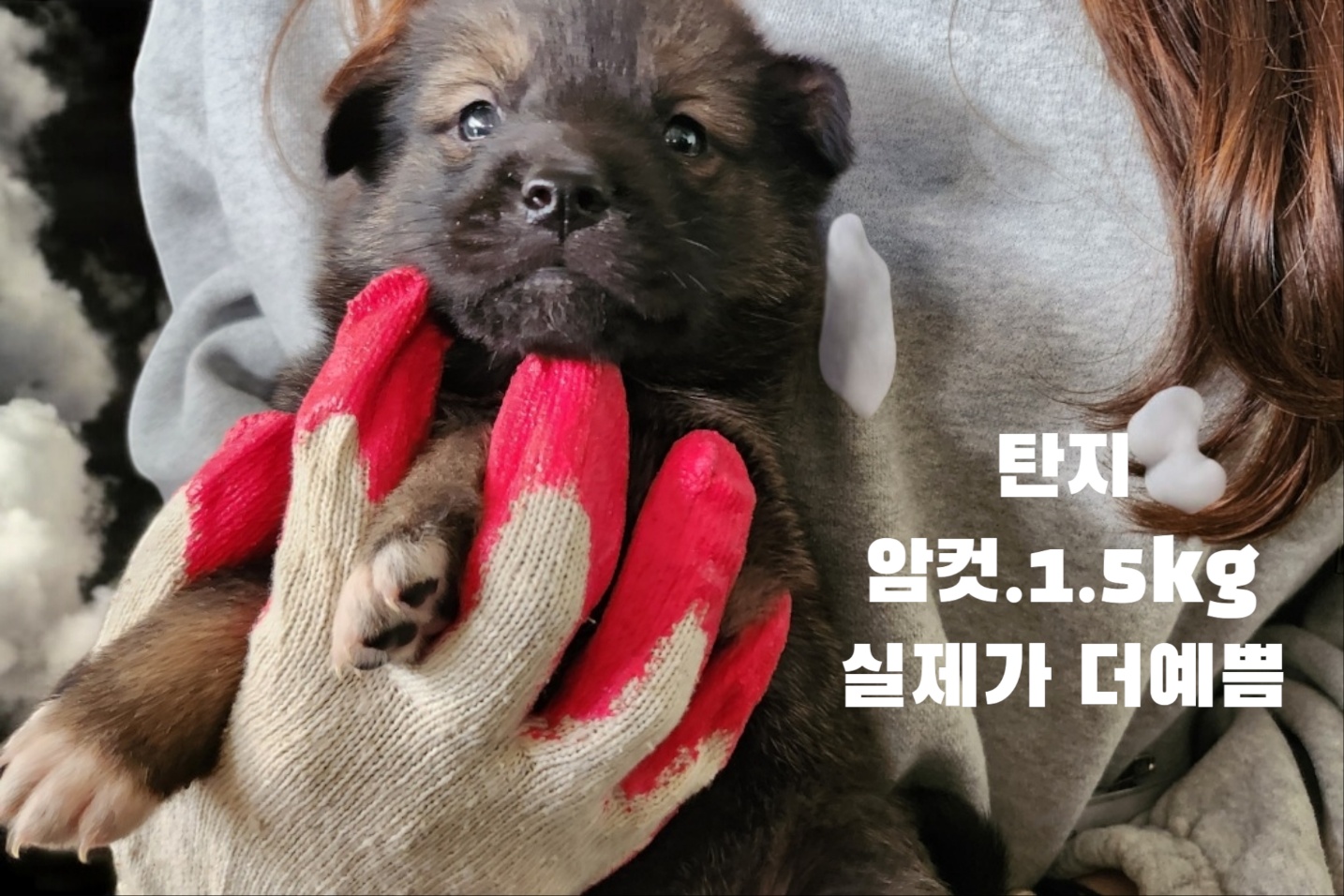 진도견 이미지 파일 입니다.