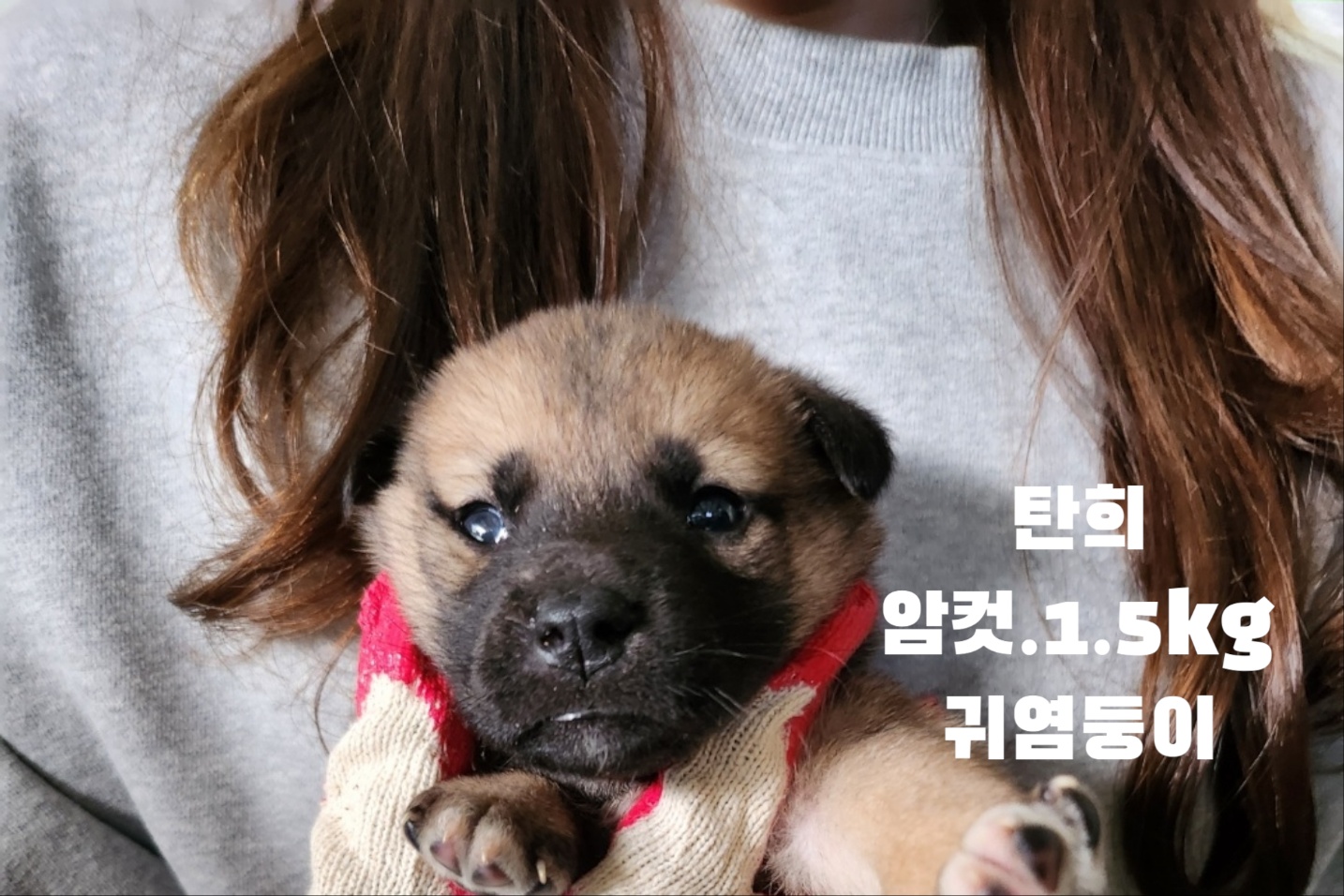 진도견 이미지 파일 입니다.
