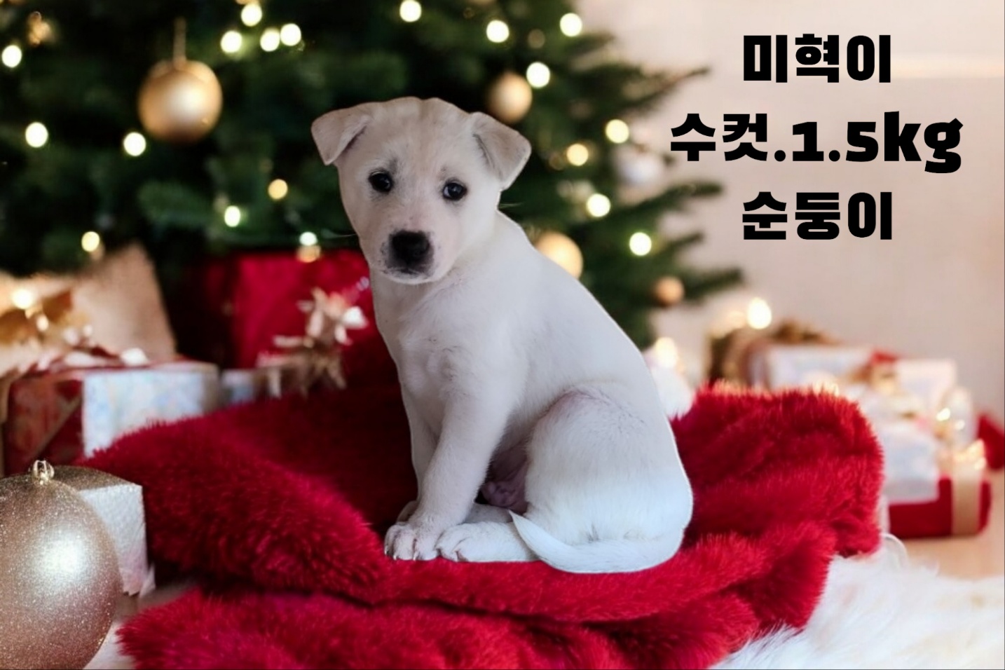 믹스견 이미지 파일 입니다.