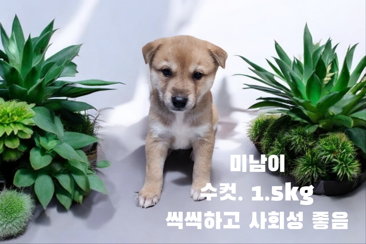 믹스견 이미지 파일 입니다.