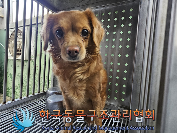 믹스견 이미지 파일 입니다.