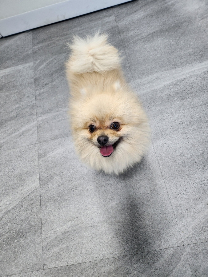 포메라니안 이미지 파일 입니다.