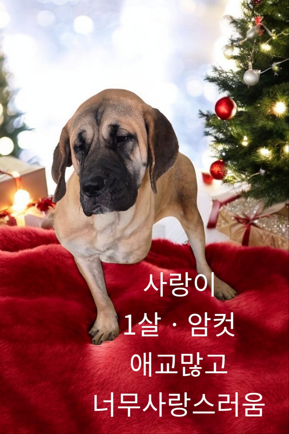 불마스티프 이미지 파일 입니다.