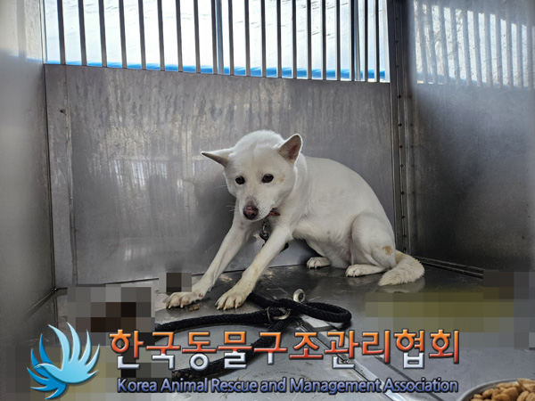 믹스견 이미지 파일 입니다.