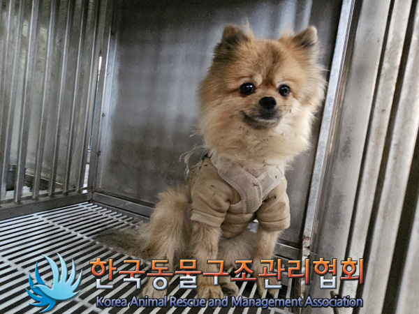 포메라니안 이미지 파일 입니다.