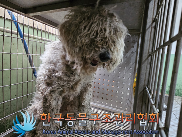 믹스견 이미지 파일 입니다.