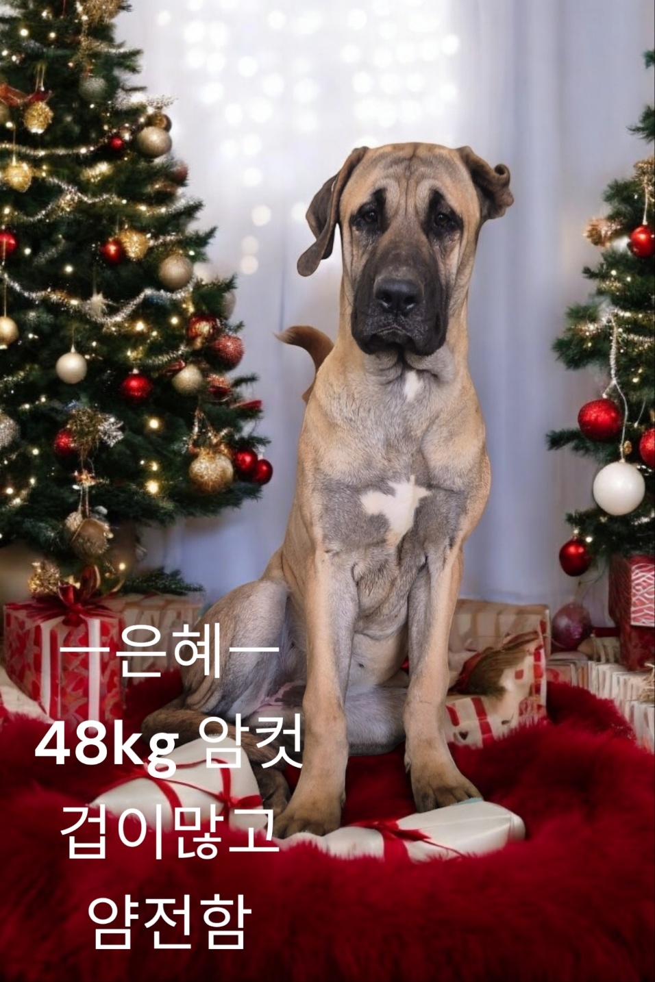 불마스티프 이미지 파일 입니다.