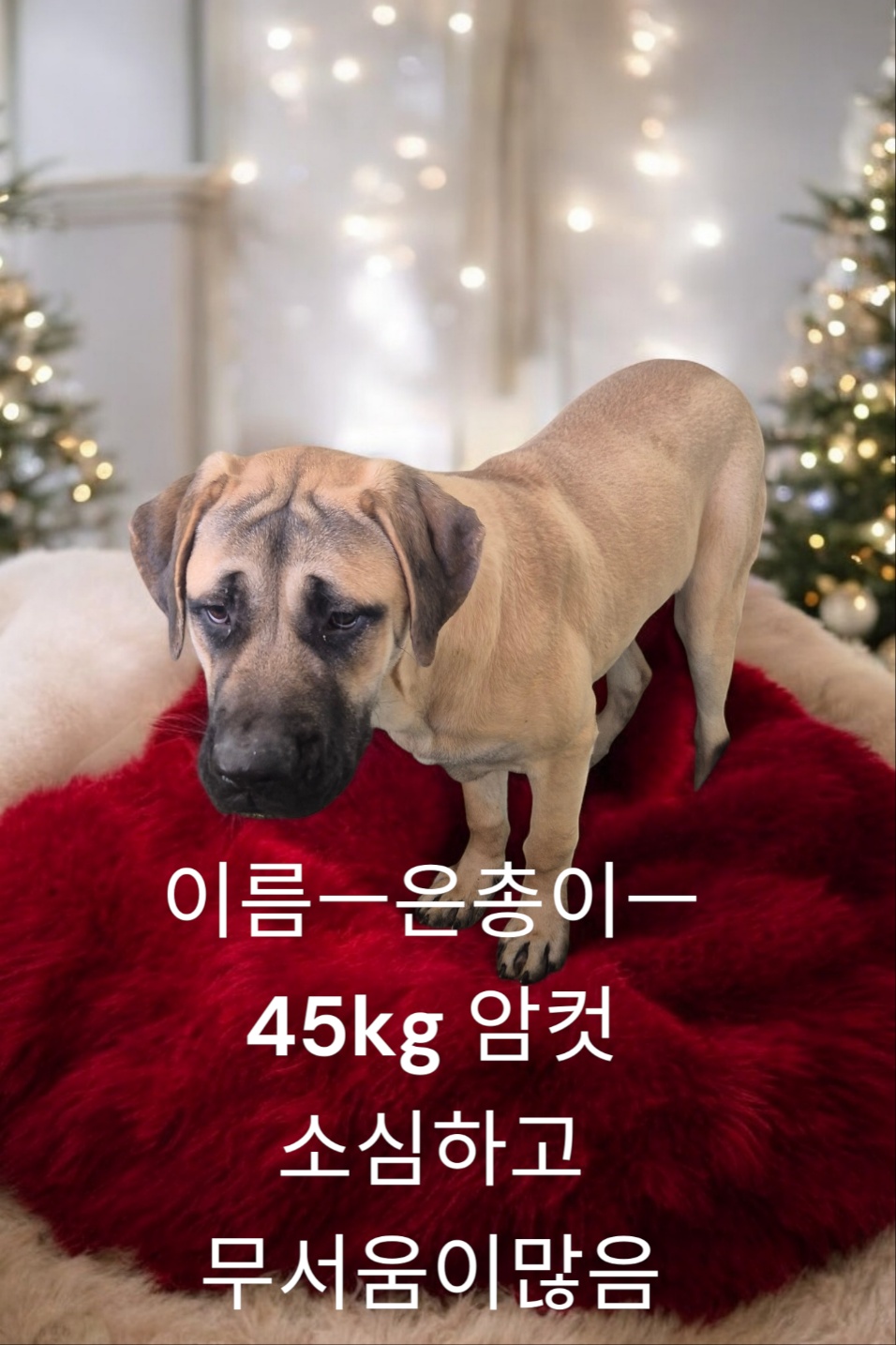 불마스티프 이미지 파일 입니다.