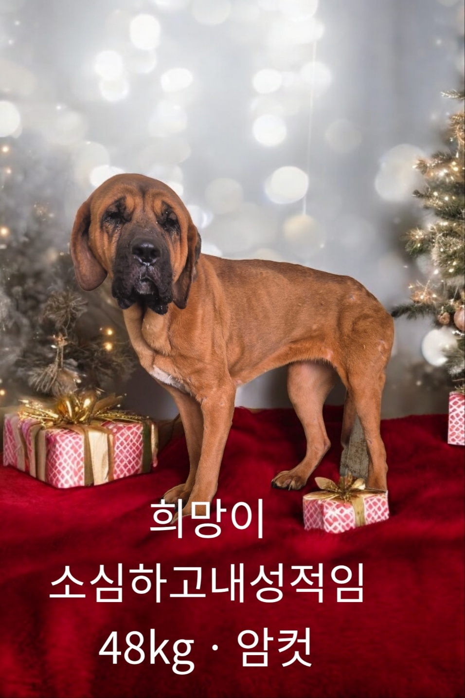불마스티프 이미지 파일 입니다.