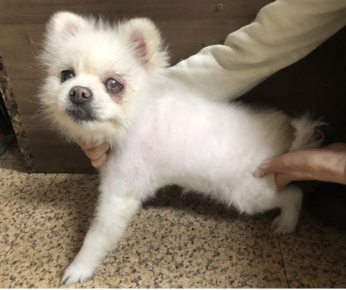 포메라니안 이미지 파일 입니다.