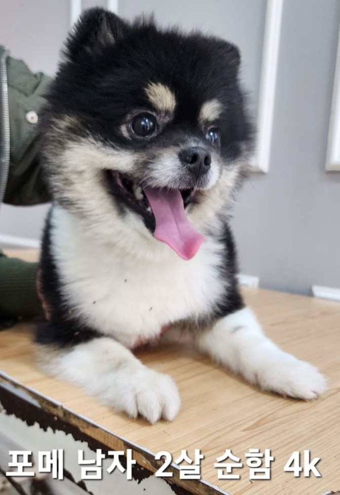 포메라니안 이미지 파일 입니다.
