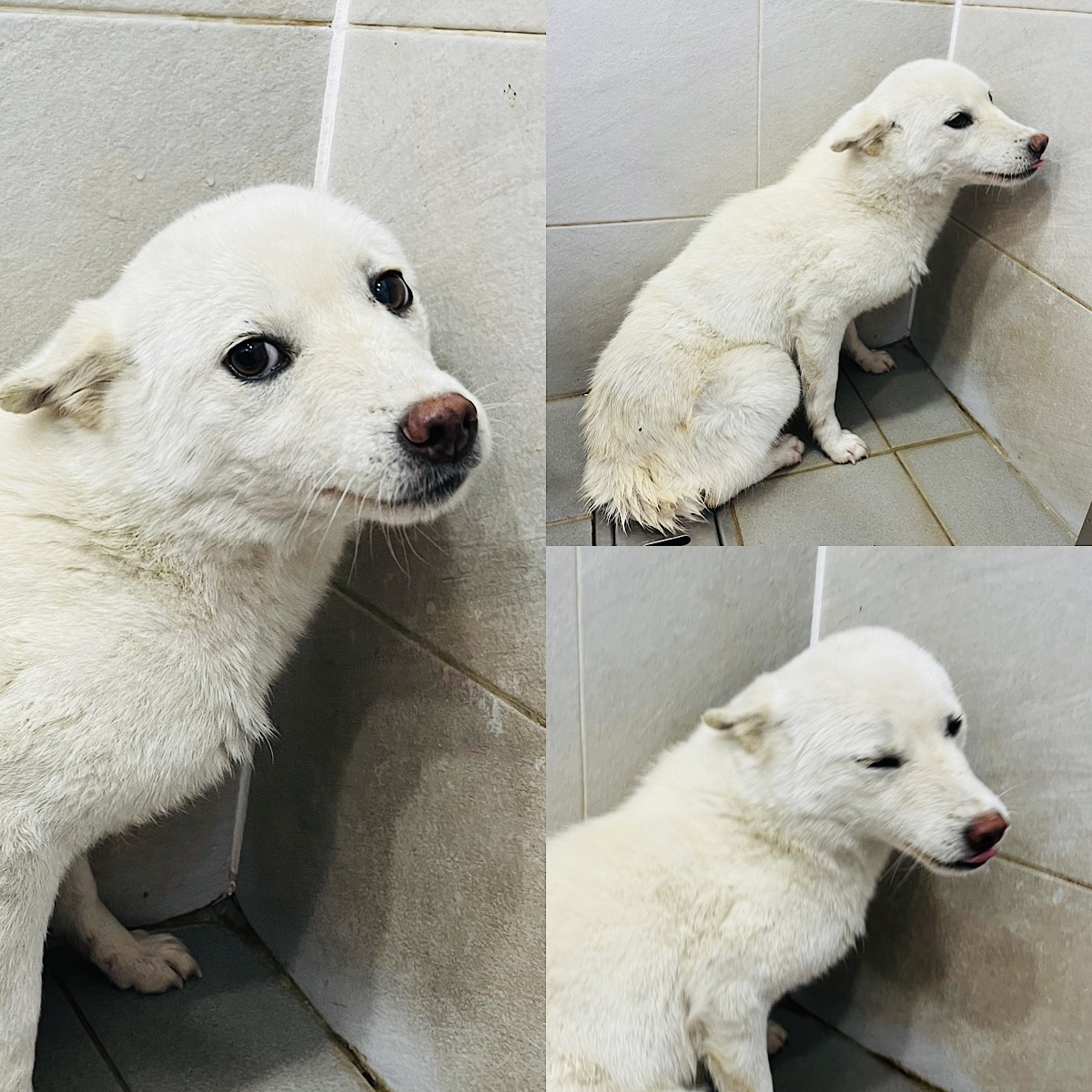 믹스견 이미지 파일 입니다.