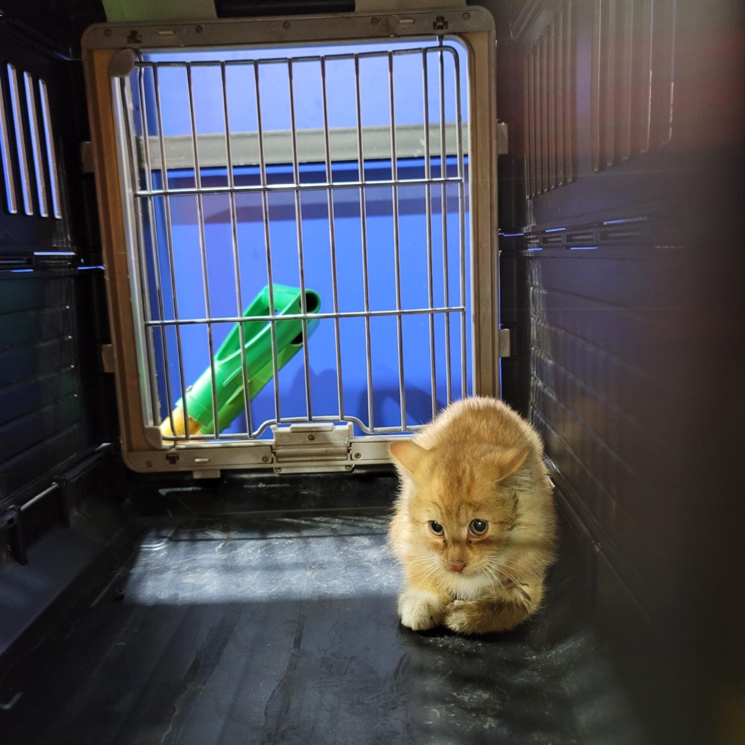 한국 고양이 이미지 파일 입니다.