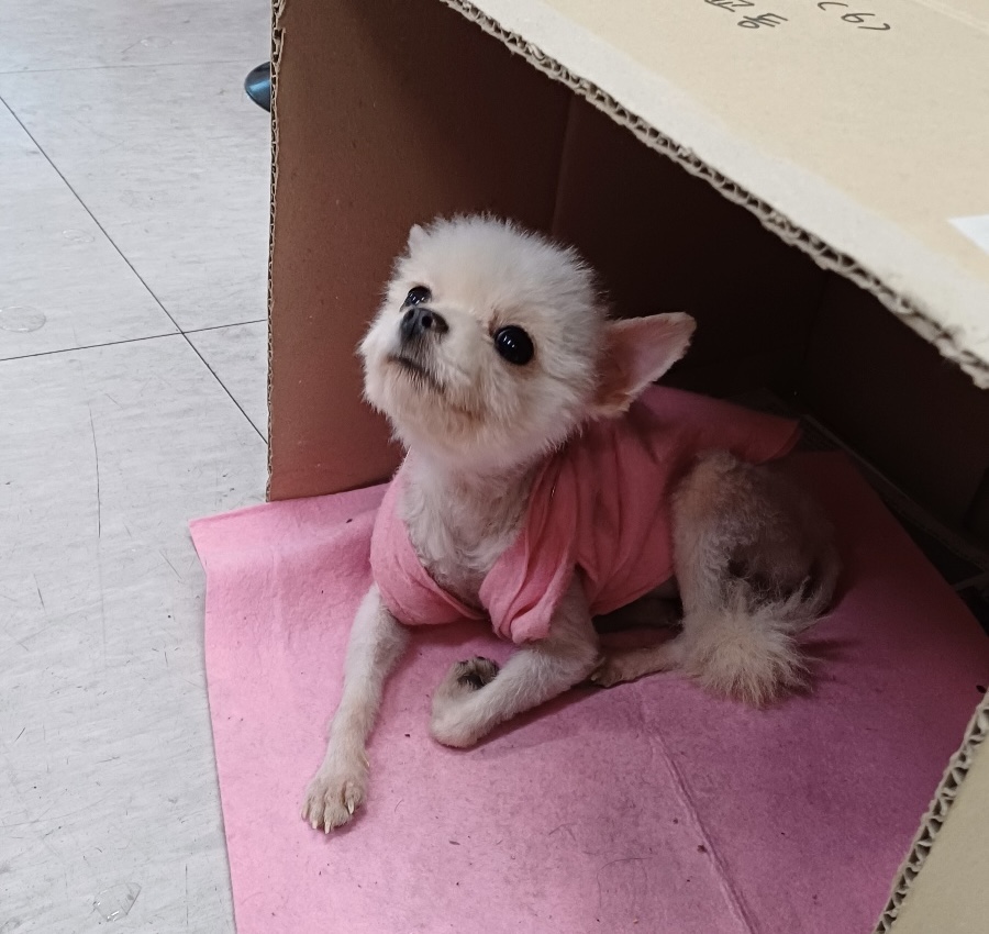 포메라니안 이미지 파일 입니다.