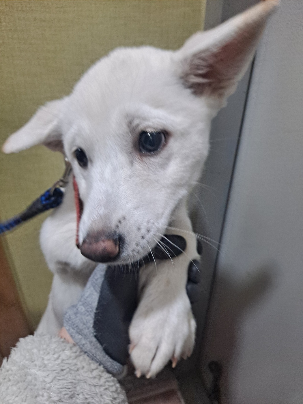 믹스견 이미지 파일 입니다.