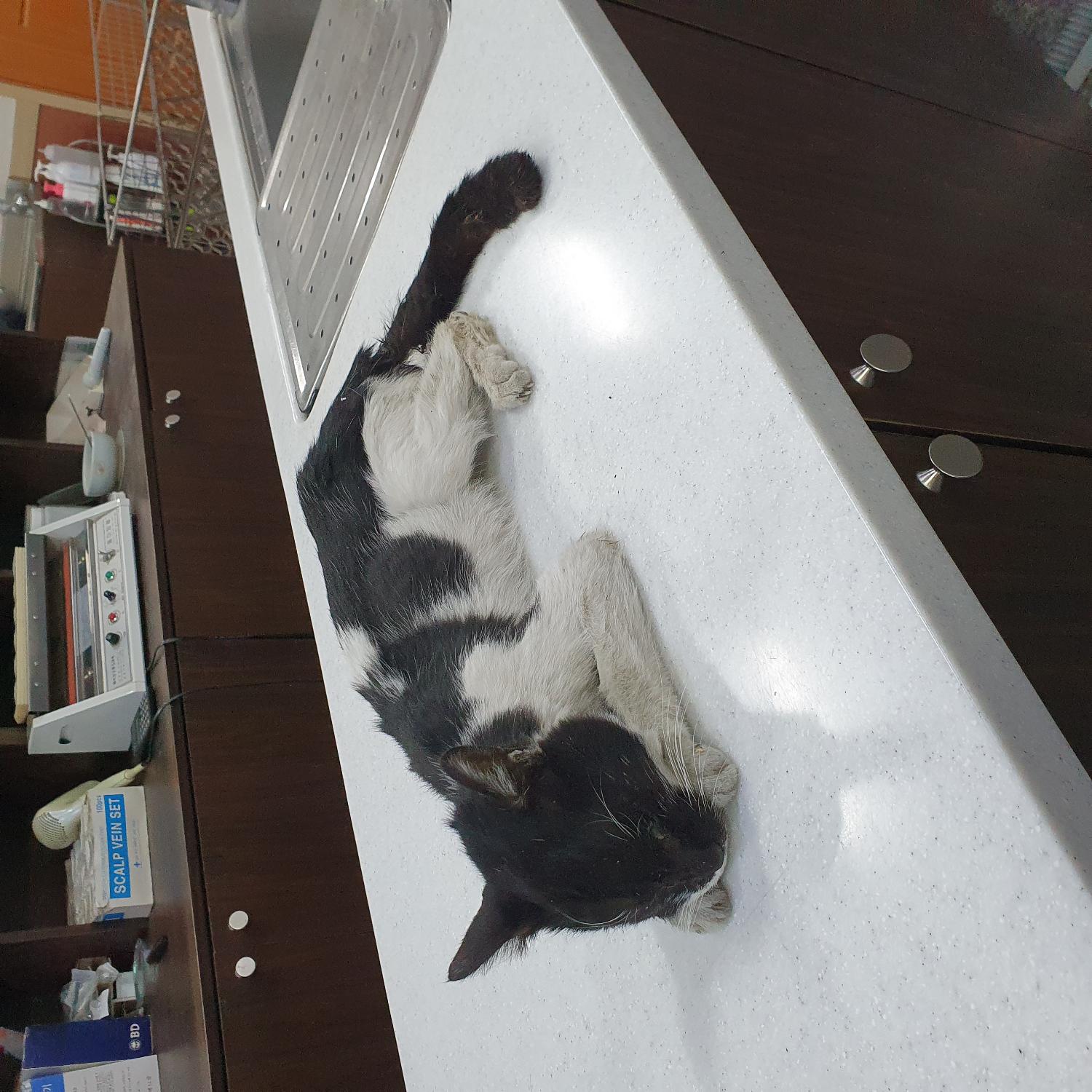 한국 고양이 이미지 파일 입니다.