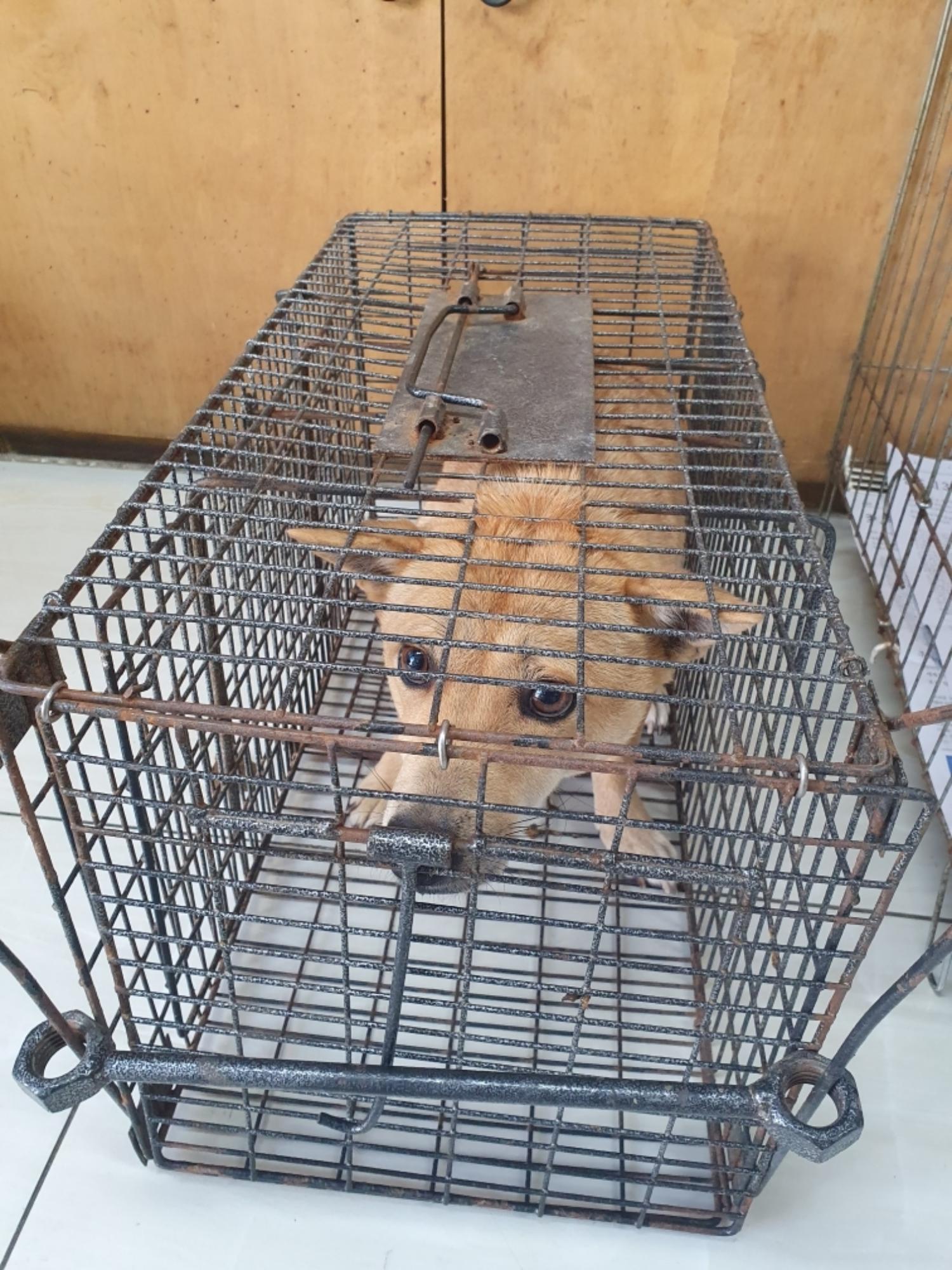 믹스견 이미지 파일 입니다.