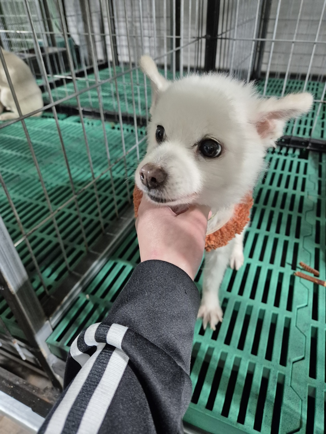 포메라니안 이미지 파일 입니다.
