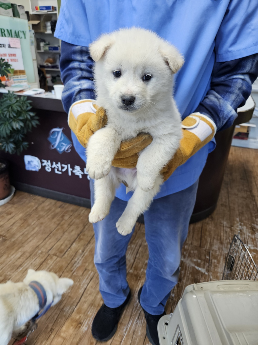 믹스견 이미지 파일 입니다.