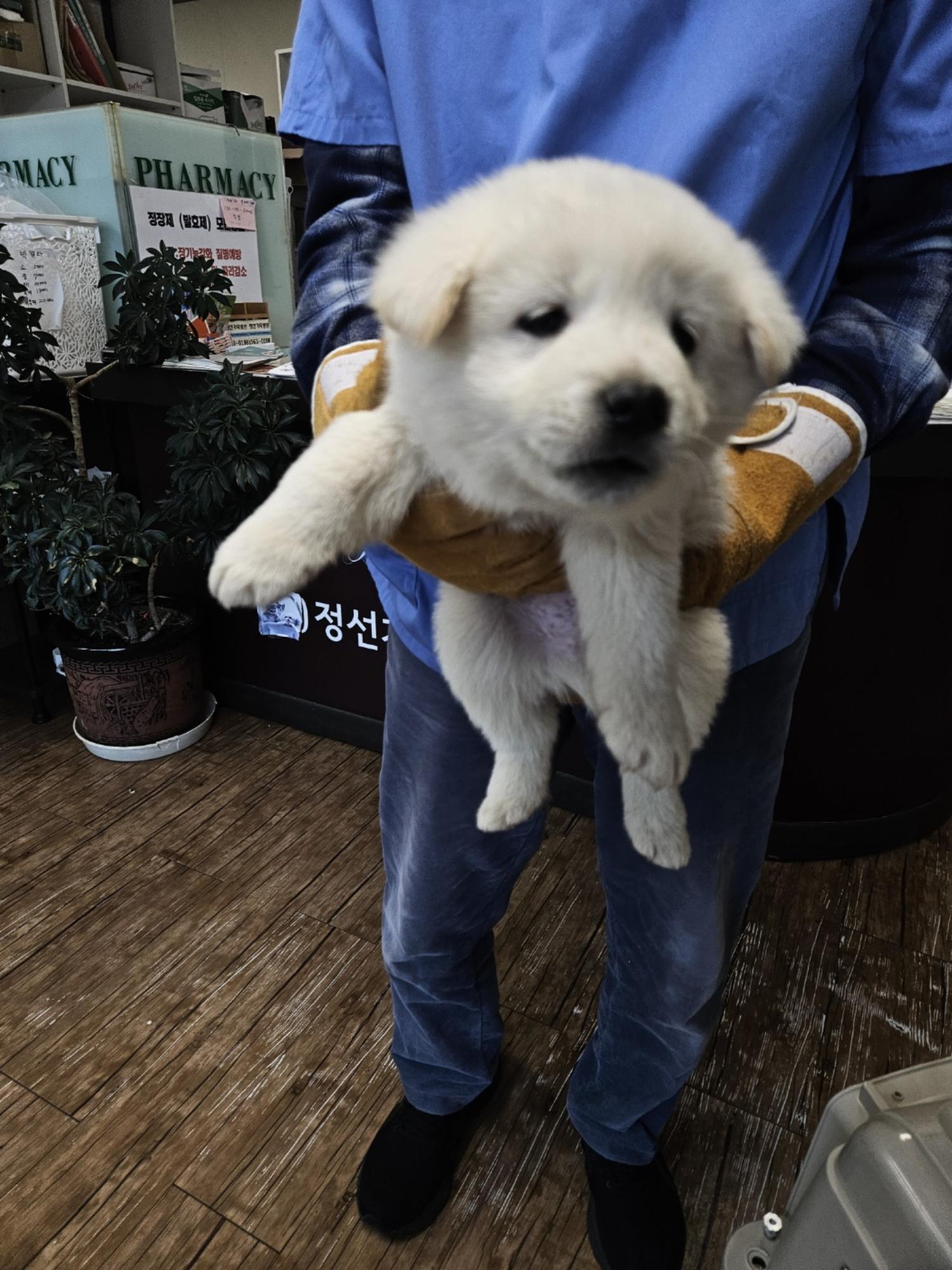 믹스견 이미지 파일 입니다.