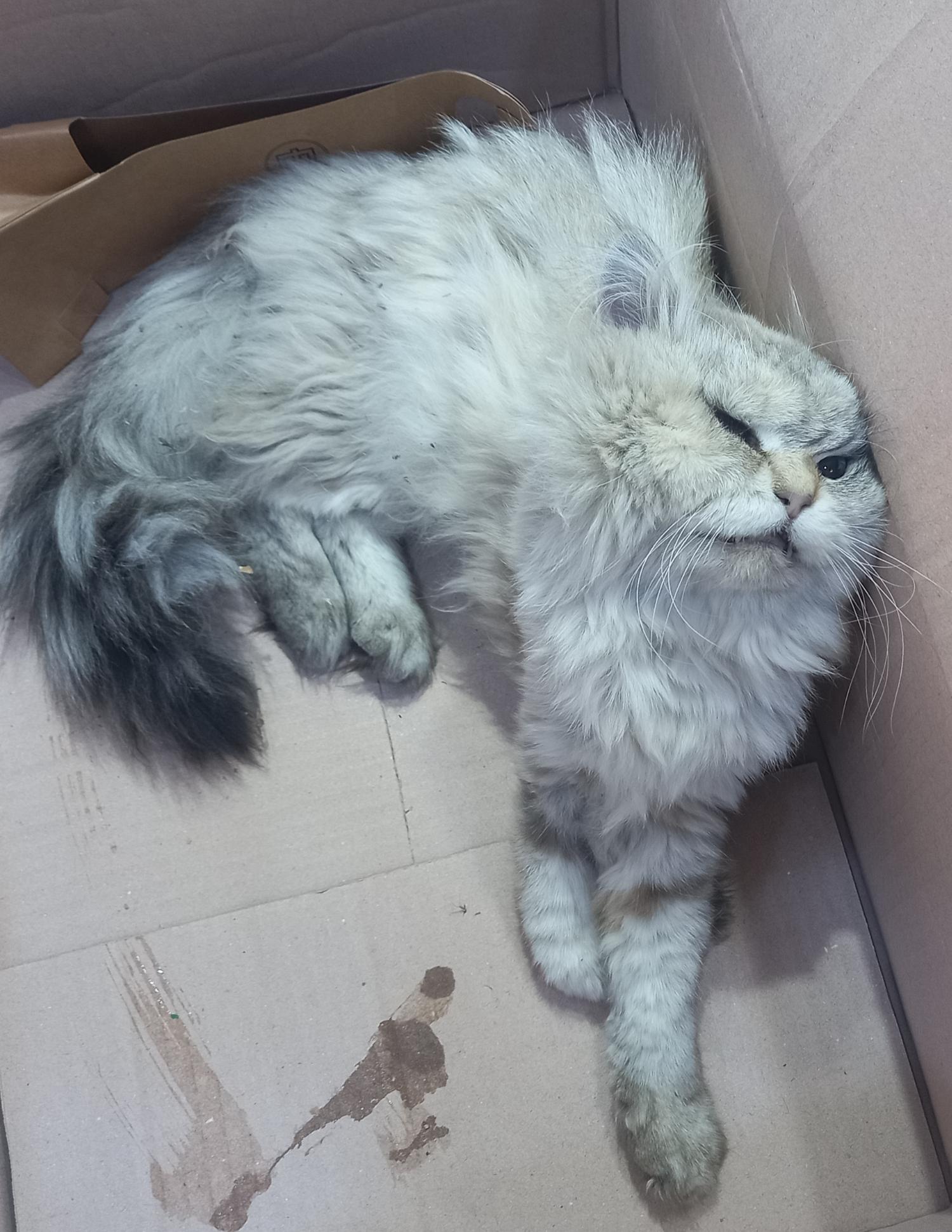 페르시안 이미지 파일 입니다.
