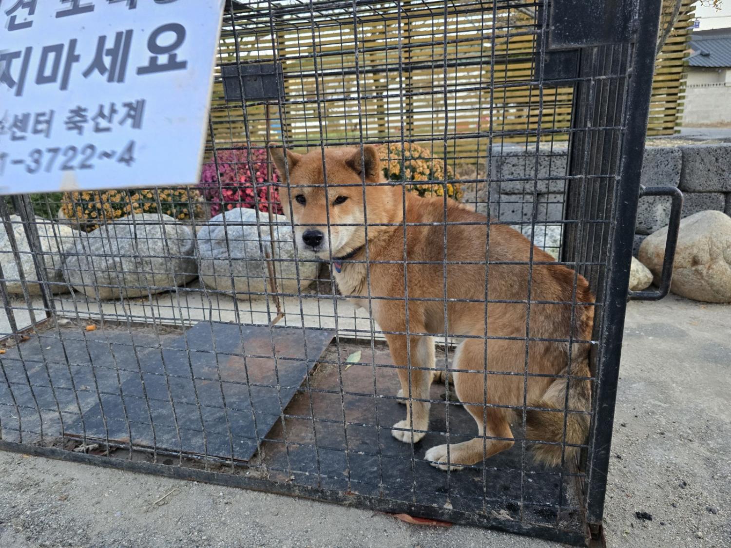 믹스견 이미지 파일 입니다.