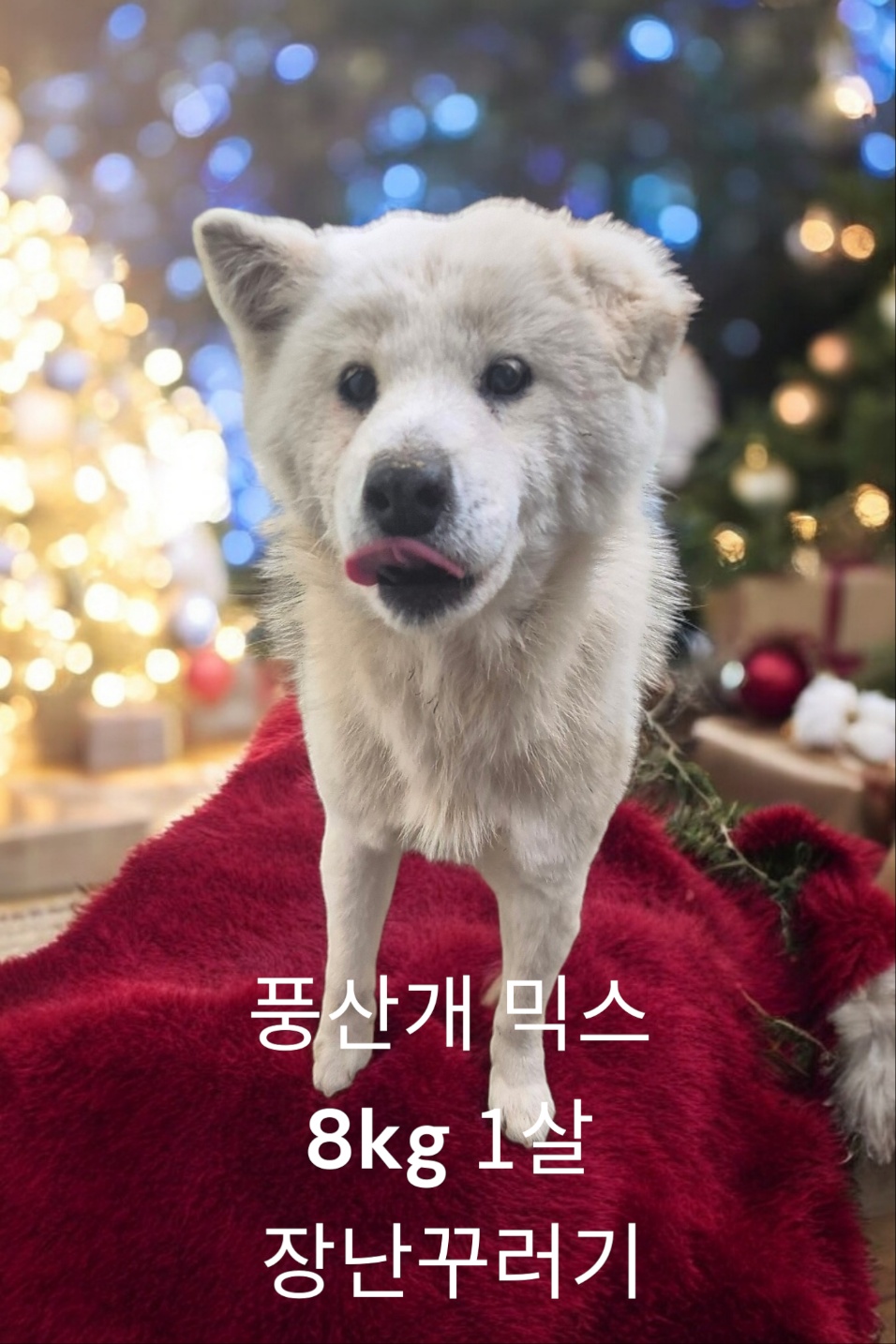 풍산개믹스 이미지 파일 입니다.