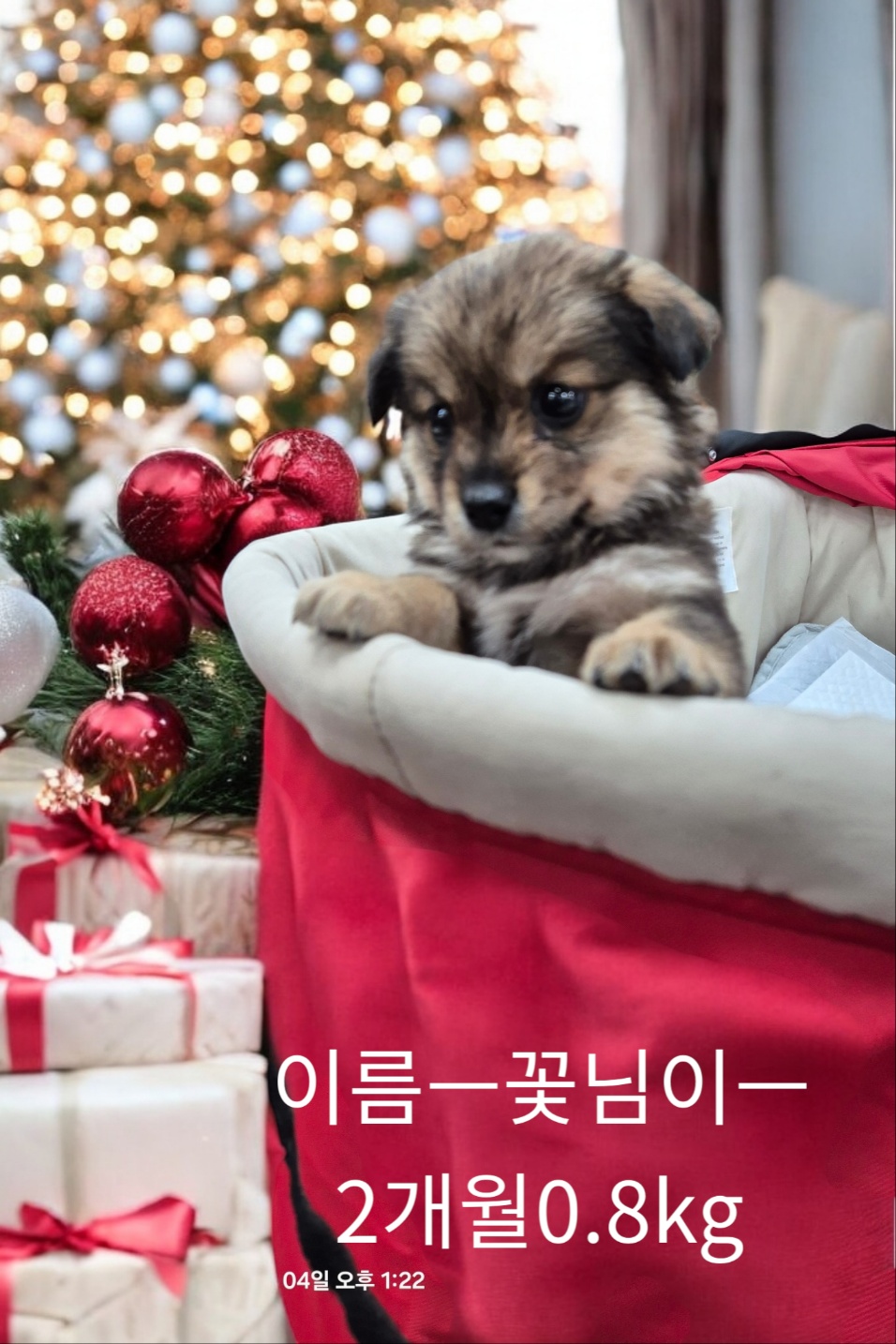 요쿠셔테리어믹스 이미지 파일 입니다.