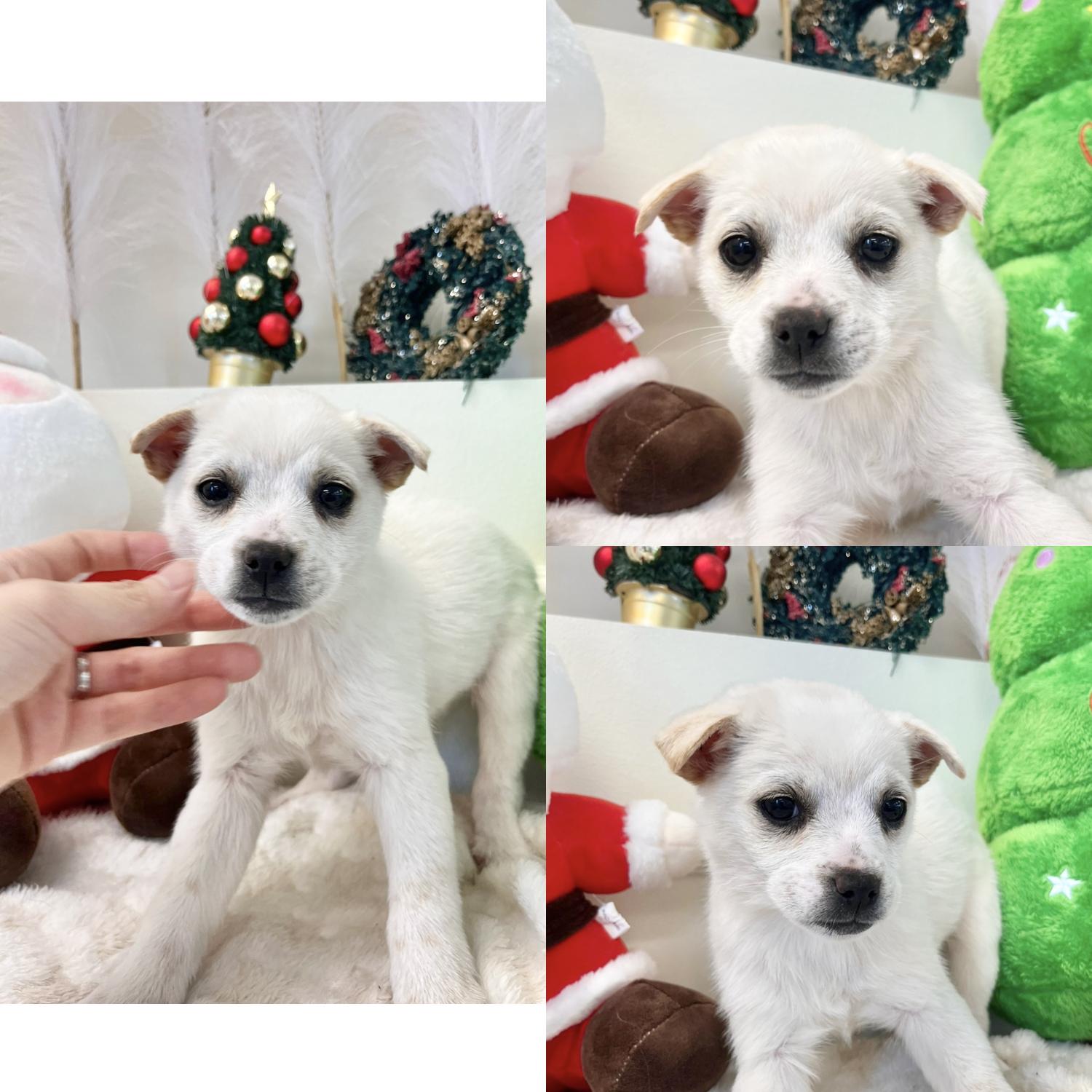 믹스견 이미지 파일 입니다.