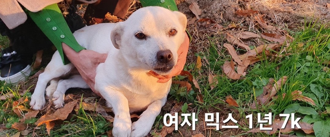 믹스견 이미지 파일 입니다.
