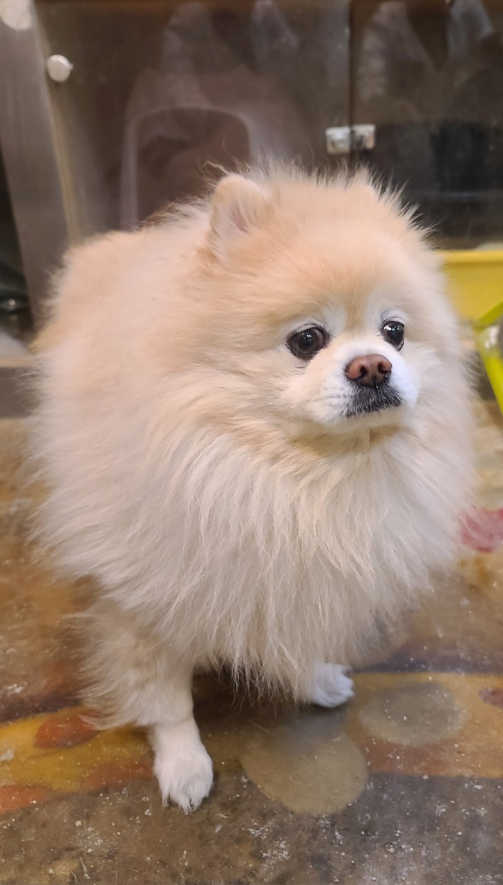 포메라니안 이미지 파일 입니다.