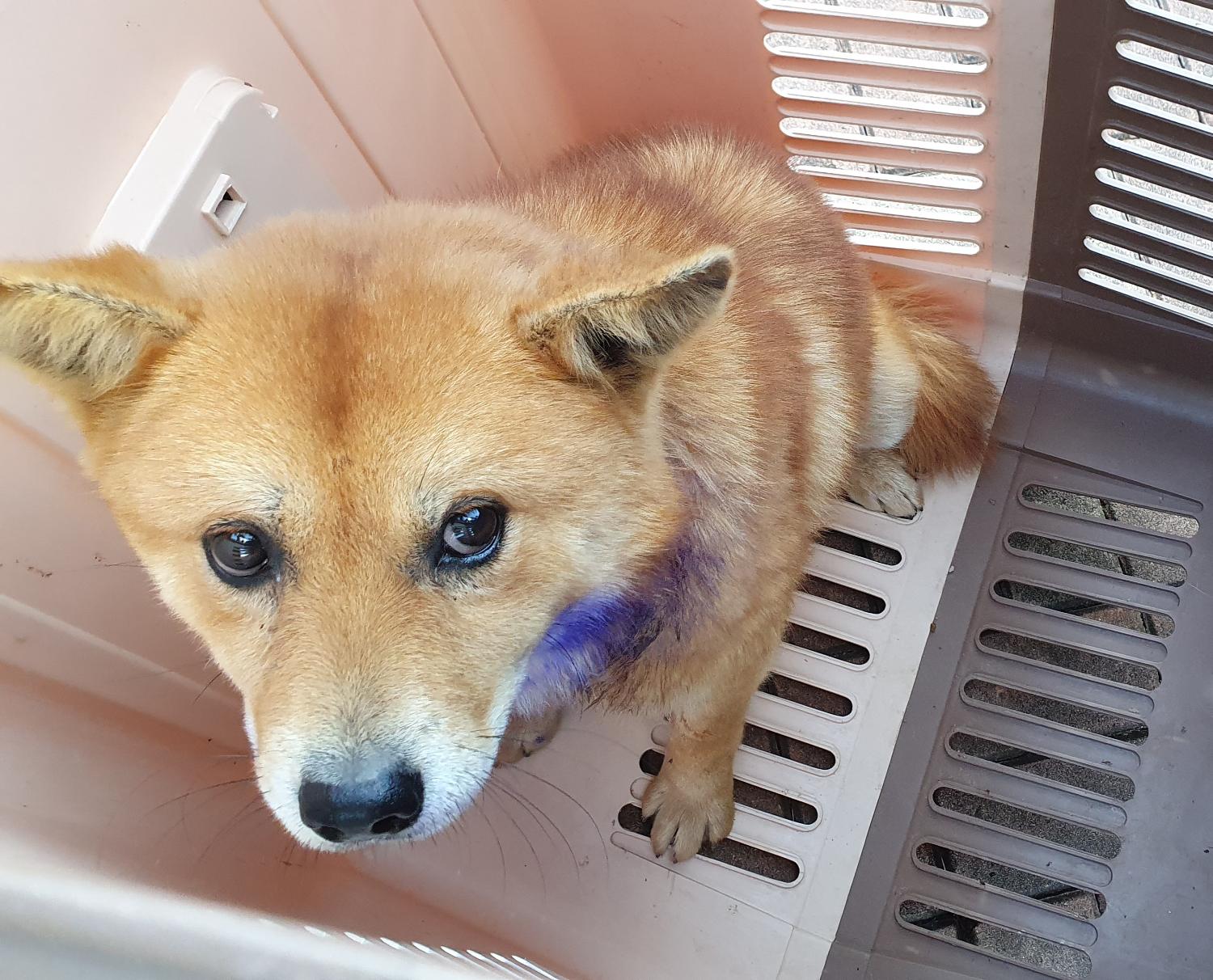 믹스견 이미지 파일 입니다.