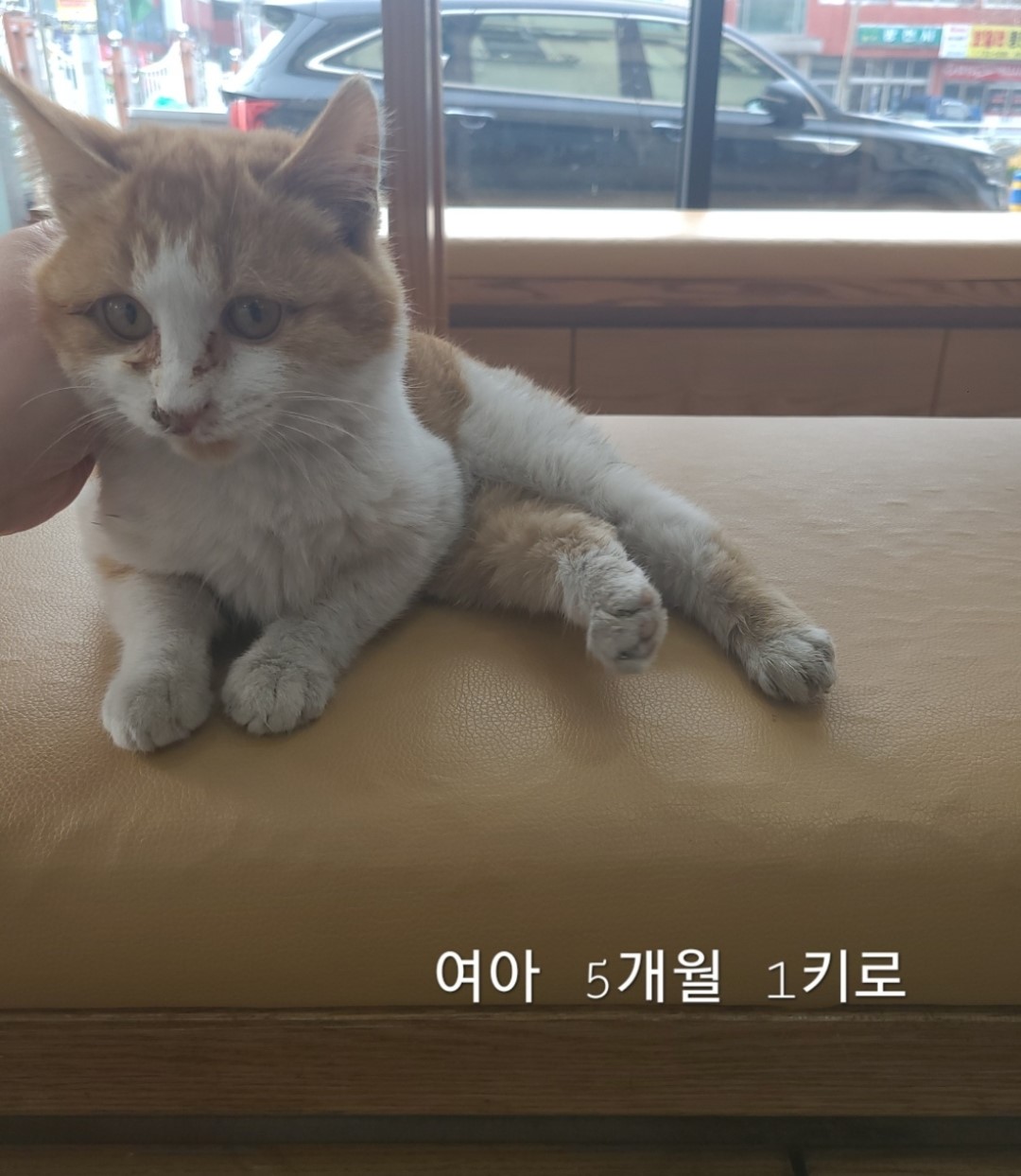 한국 고양이 이미지 파일 입니다.