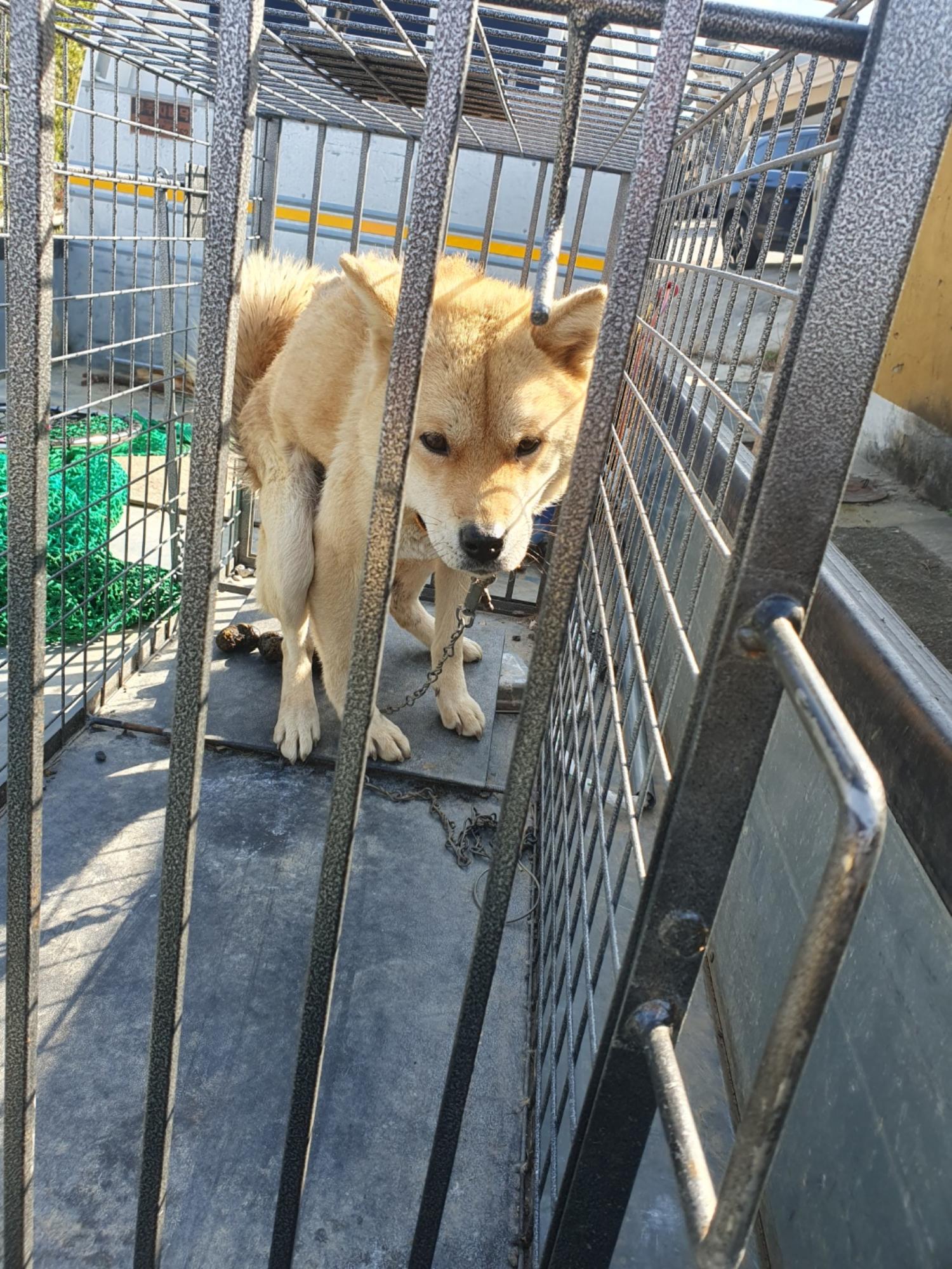 믹스견 이미지 파일 입니다.