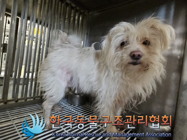 믹스견 이미지 파일 입니다.