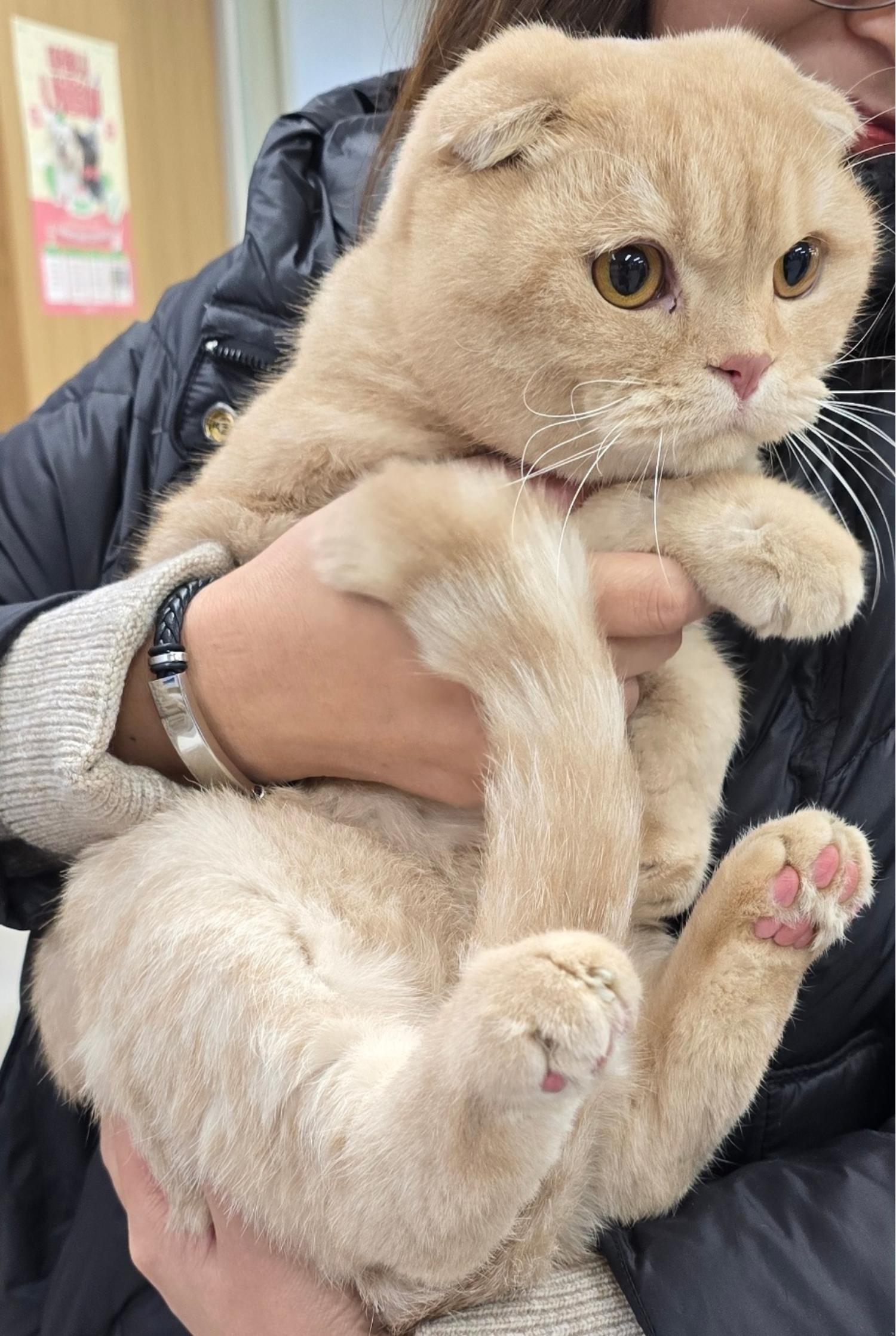 스코티시폴드 이미지 파일 입니다.