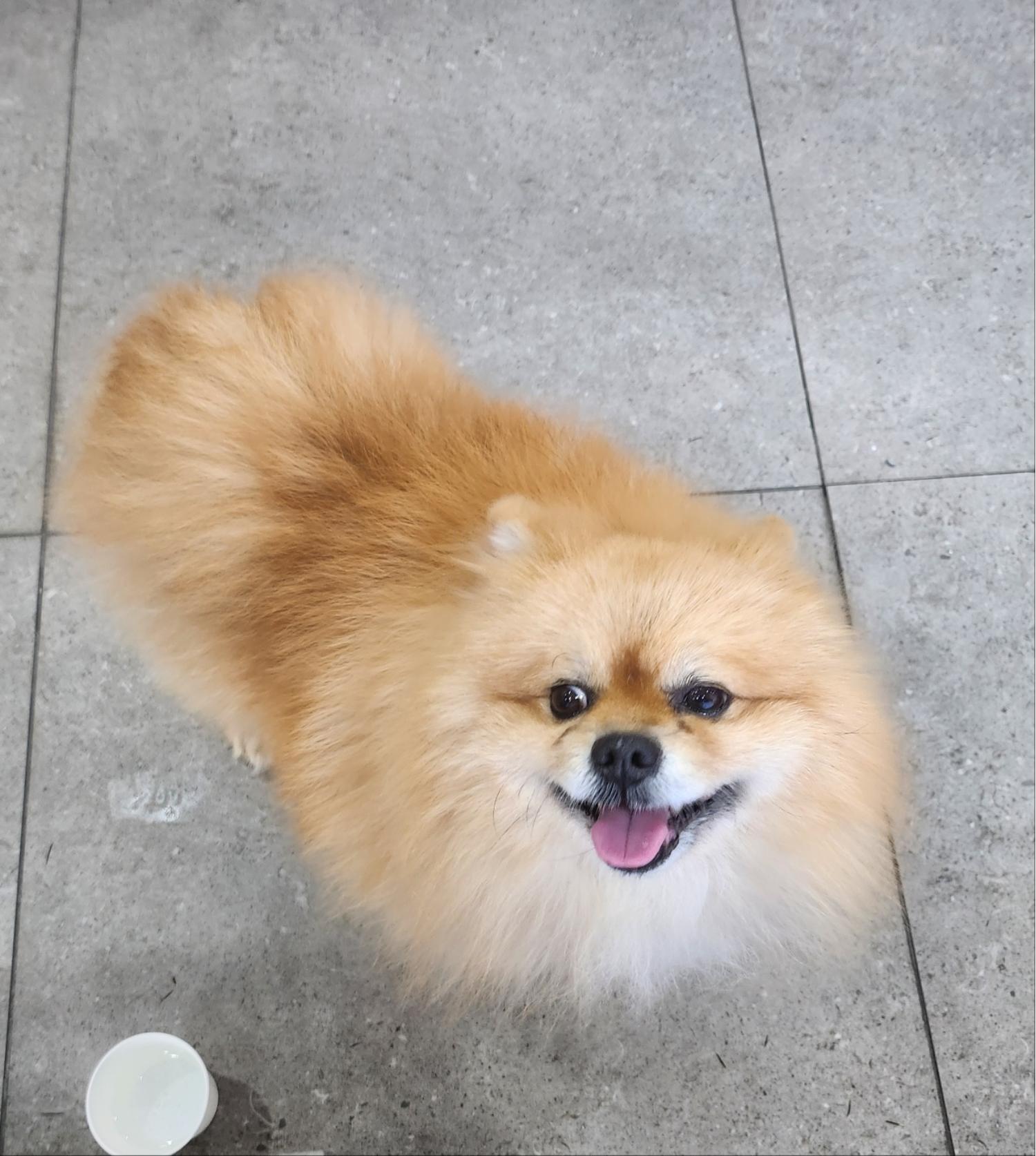 포메라니안 이미지 파일 입니다.