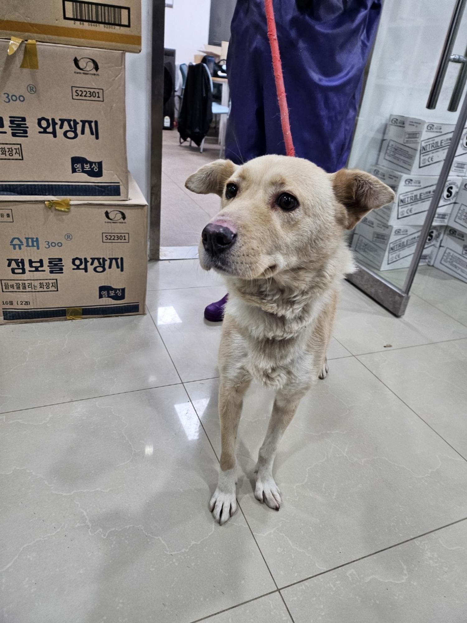 믹스견 이미지 파일 입니다.