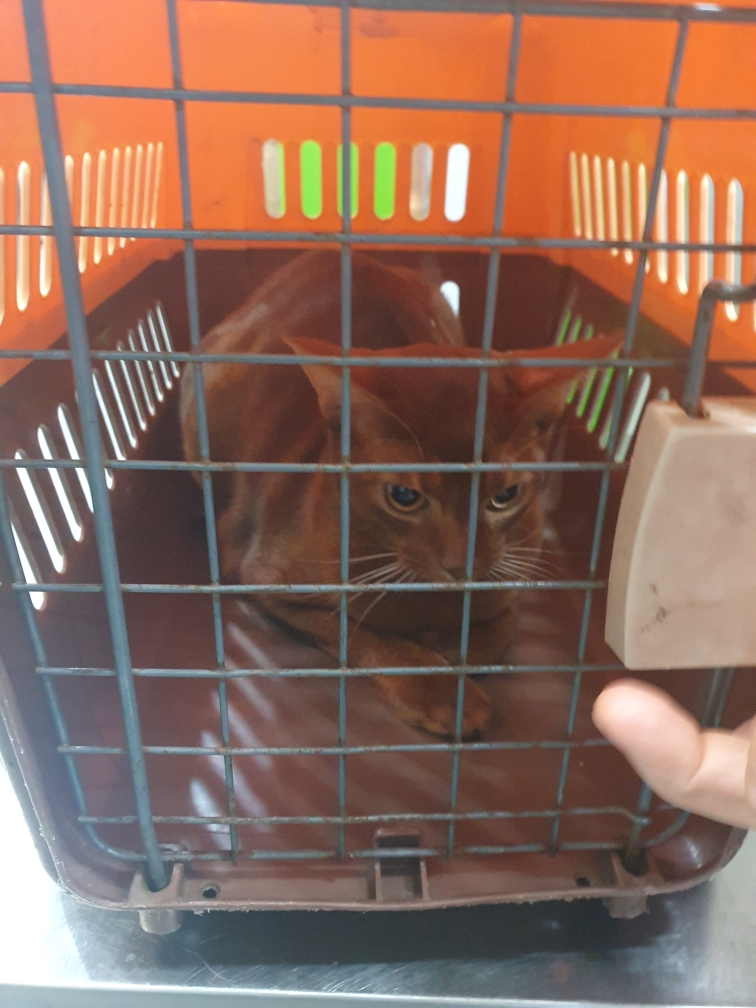 한국 고양이 이미지 파일 입니다.