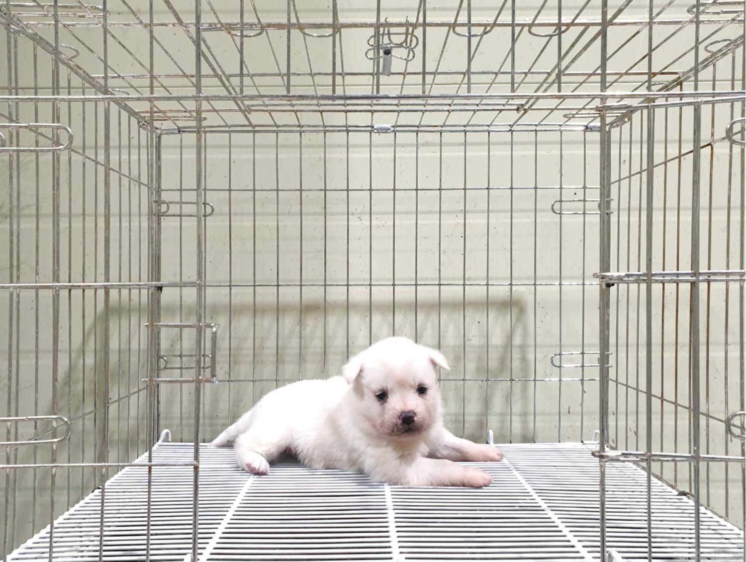 믹스견 이미지 파일 입니다.
