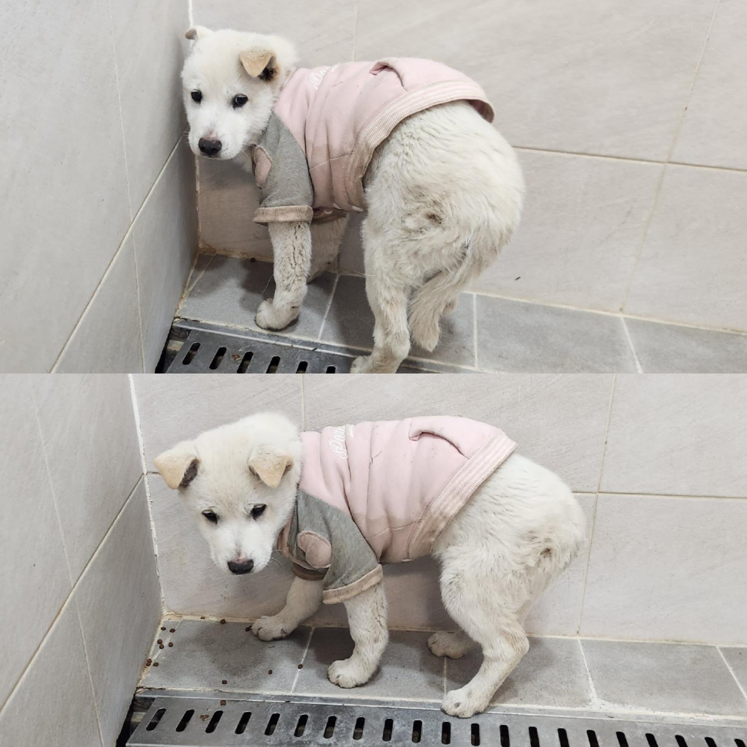 믹스견 이미지 파일 입니다.