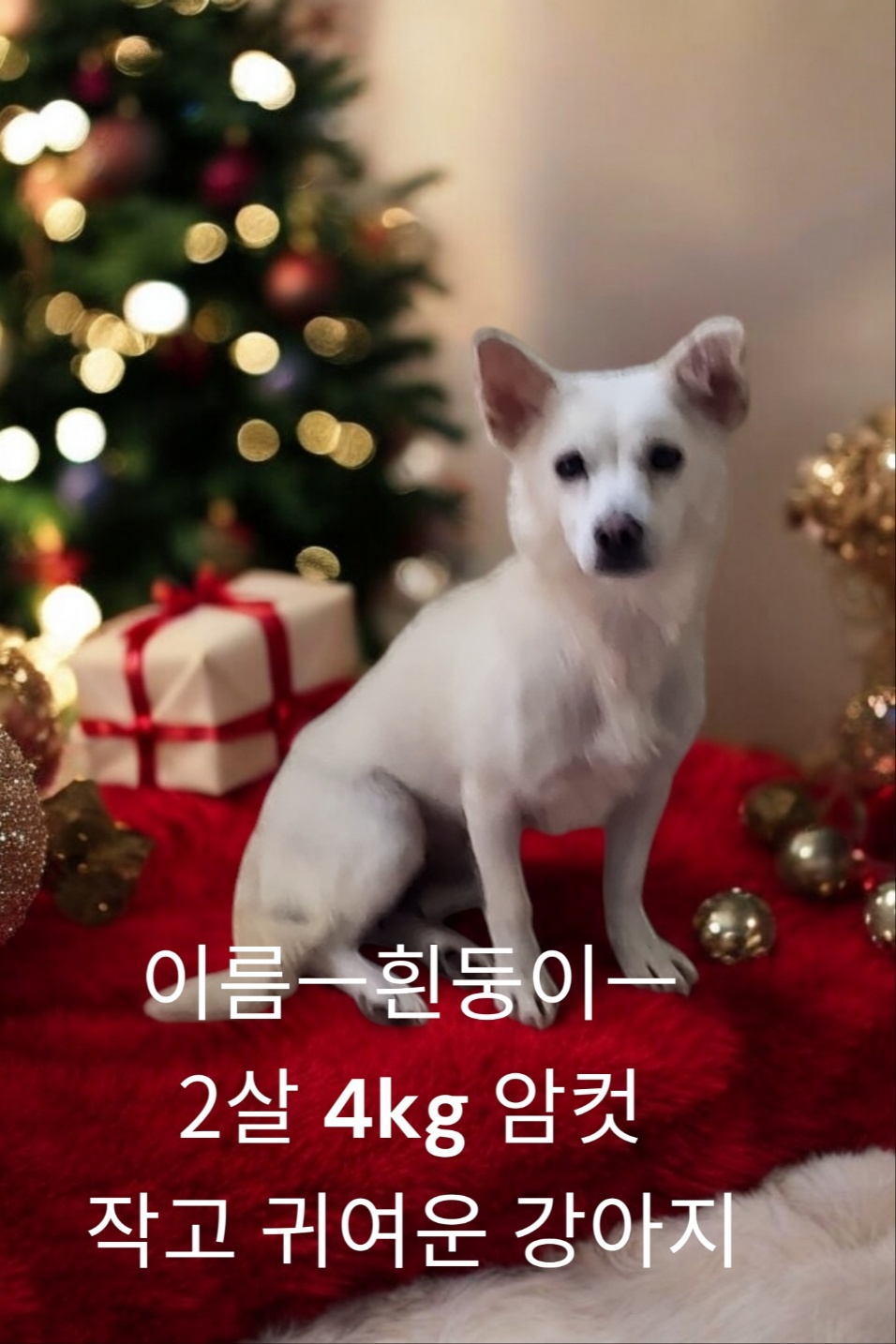 스피츠믹스인듯 이미지 파일 입니다.